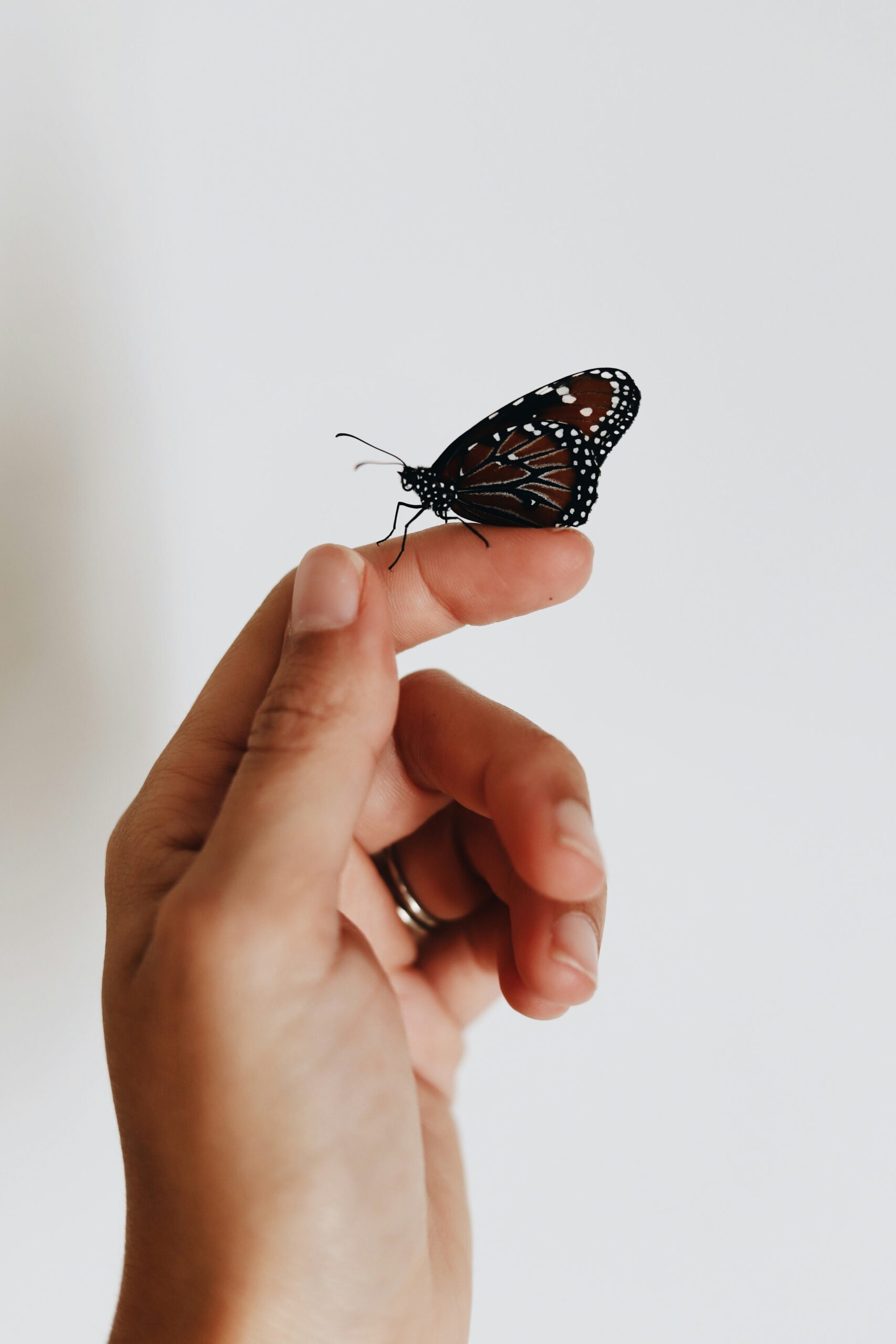 A delicate butterfly perched on a hand symbolizes the strength and emotional balance you can find through divorce coaching as you navigate separation.